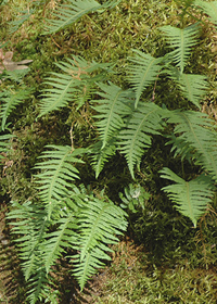 Polypodium glycyrrhiza